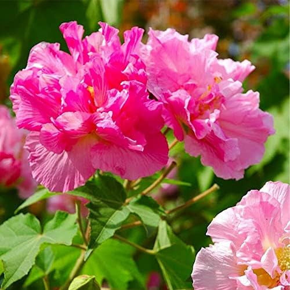 QAUZUY GARDEN 10 Confederate Rose Seeds Hibiscus Mutabilis Dixie