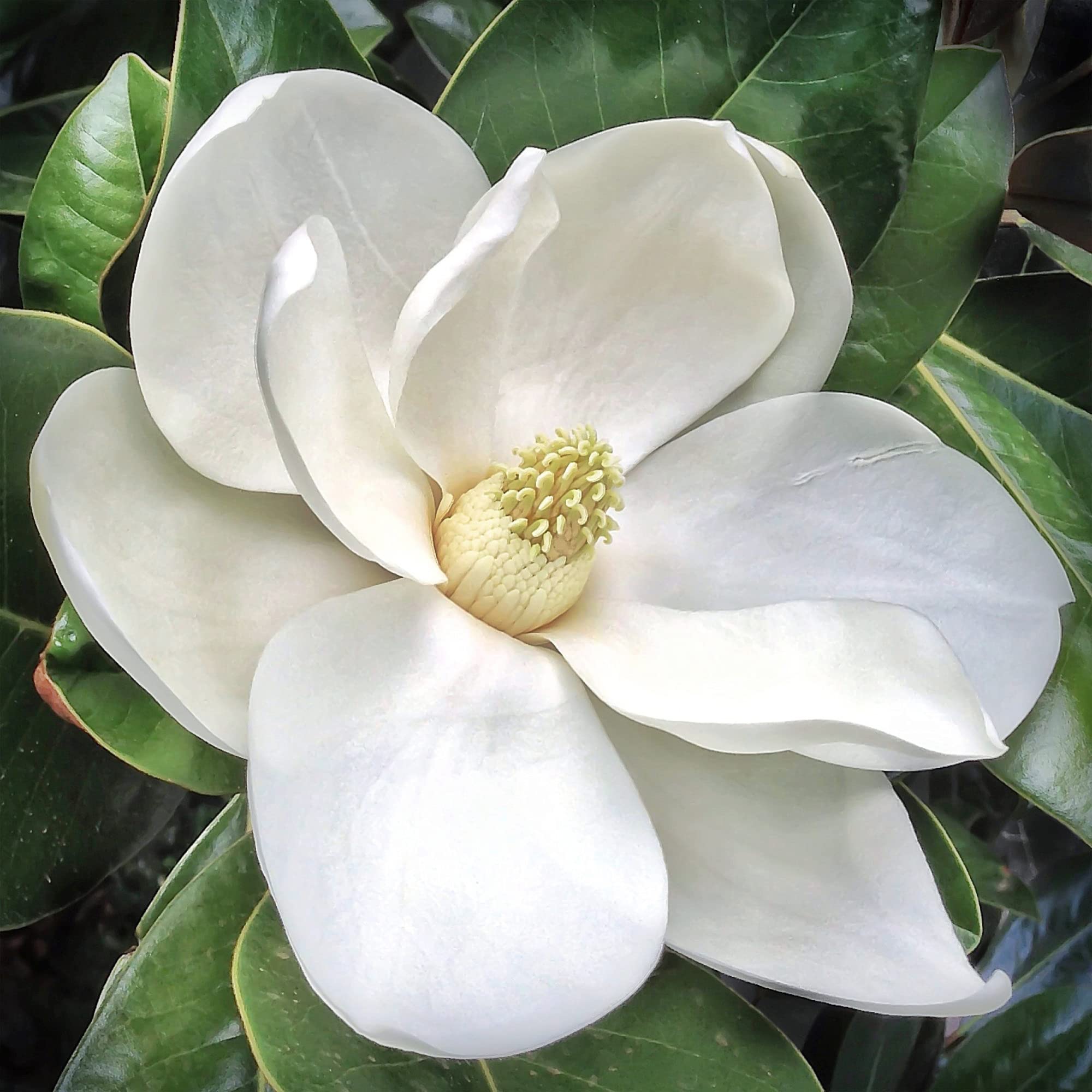 QAUZUY GARDEN 10 Premium OIF8 Southern Magnolia Grandiflora (Big Laurel