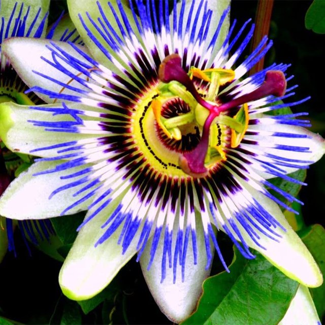QAUZUY GARDEN 10 Rare MMF7 Blue Crown Passiflora Caerulea Seeds
