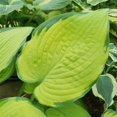 QAUZUY GARDEN 10 Rare STF9 Hosta Plantain Lily Seeds Showy Large