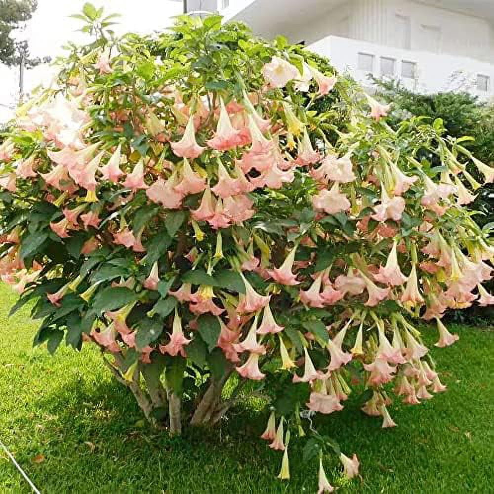 QAUZUY GARDEN 10 Seeds Brugmansia Pink Delight Angels Trumpet