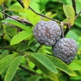 QAUZUY GARDEN 10 SugarApple DHF10 Seeds, Annona Squamosa Seeds