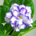 QAUZUY GARDEN 100 African DHF10 Violets Saintpaulias Seeds Premium
