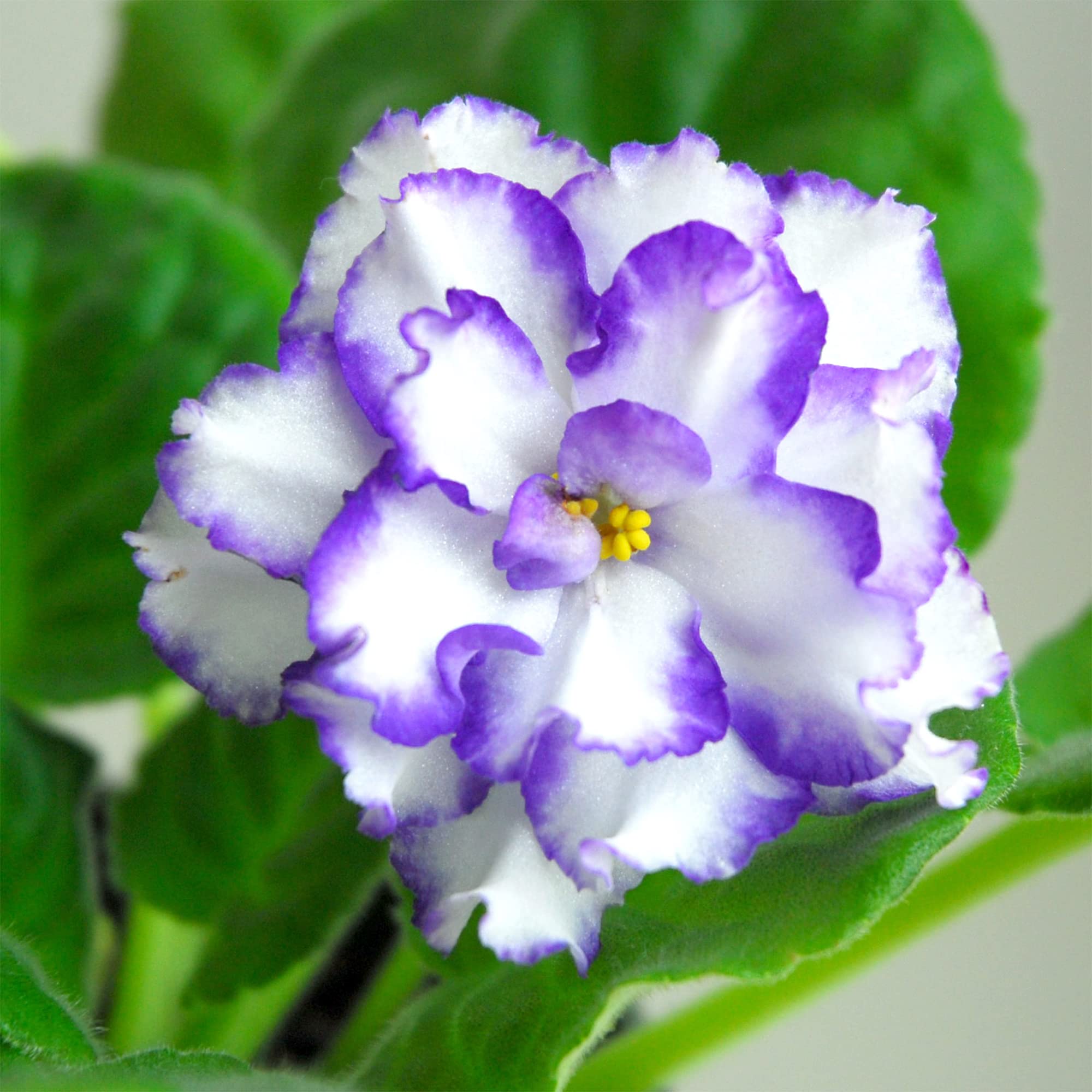 QAUZUY GARDEN 100 African Violets Saintpaulias Seeds Premium NonGMO