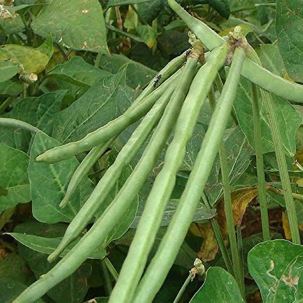 QAUZUY GARDEN 100 Black Eyed Peas Seeds, Old Fashioned Seeds, NonGMO