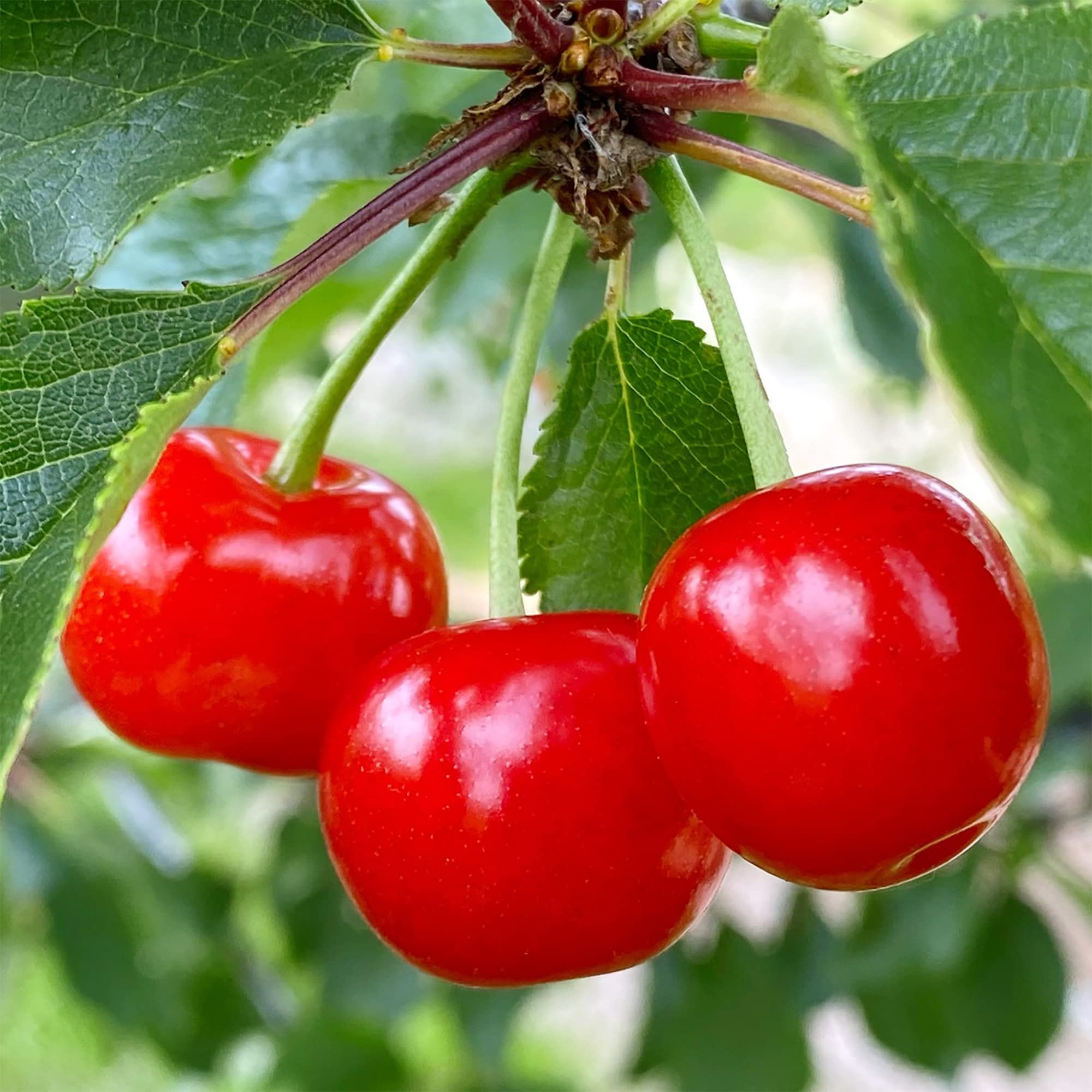 QAUZUY GARDEN 100 Cherry MMF7 Seeds Fresh Fruit Seeds for Planting