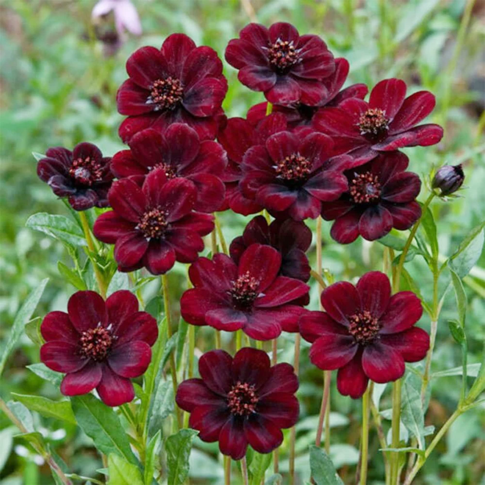 QAUZUY GARDEN 100 Chocolate MMF7 Cosmos Atrosanguineus Seed Blooms All