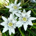 QAUZUY GARDEN 100 Edelweiss DHF10 Seeds White Leontopodium Alpinu