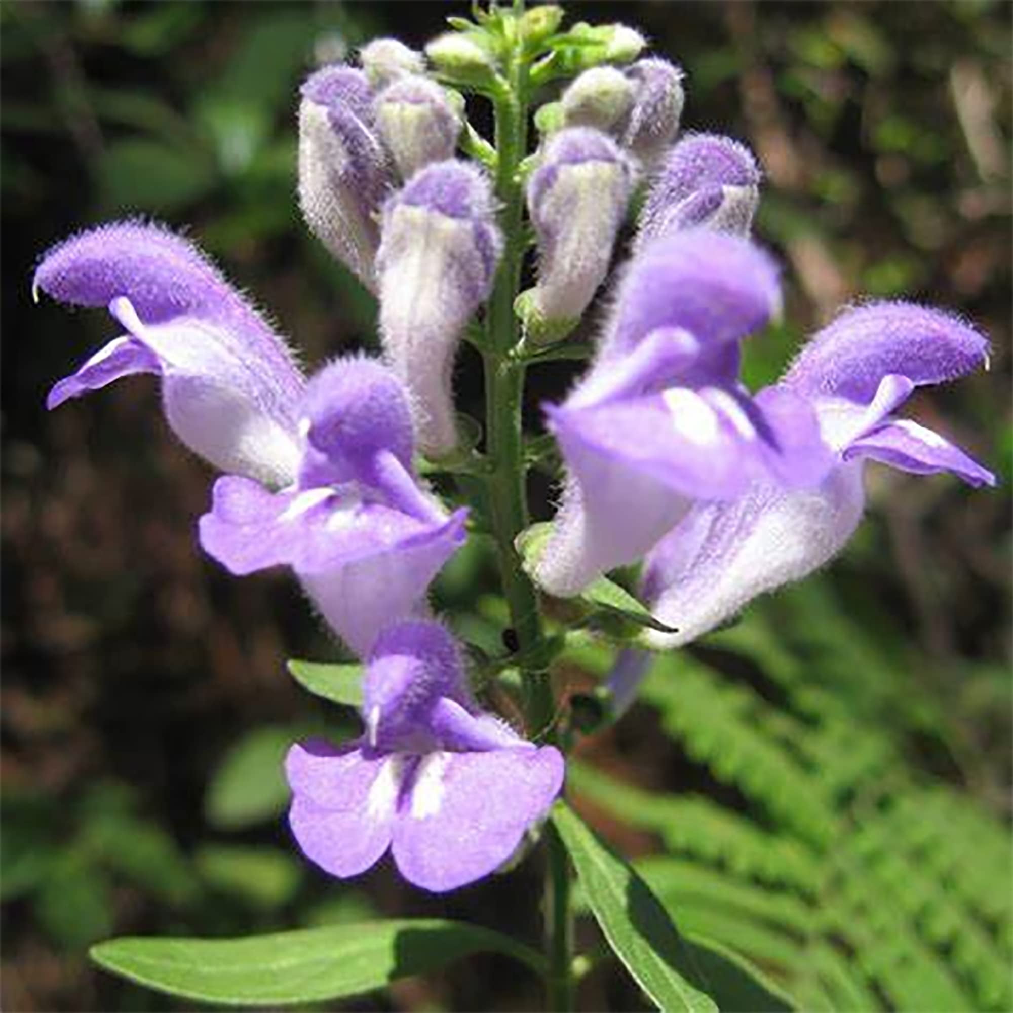 QAUZUY GARDEN 100 Hoary OIF8 Downy Skullcap (Scutellaria Incana) Seeds