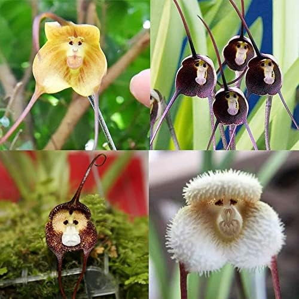 QAUZUY GARDEN 100 Mix Rare Monkey Face Orchid Seeds for Planting Rare