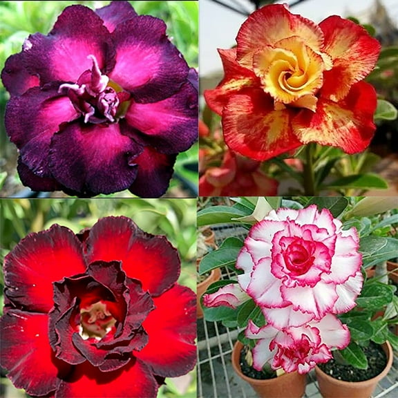 QAUZUY GARDEN 100 Mixed Desert Rose MVR1Seeds Adenium Obesum | Premium Non-GMO Heirloom Flower Seeds | Attractive Perennial Tropical Exotic Succulent Plant