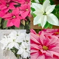 QAUZUY GARDEN 100 Poinsettia MMF7 Seeds, Mexican Flameleaf, Christmas