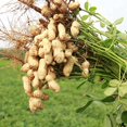 QAUZUY GARDEN 100 Premium DHF10 Peanuts Goobers Pindar Monkey Nut Seeds