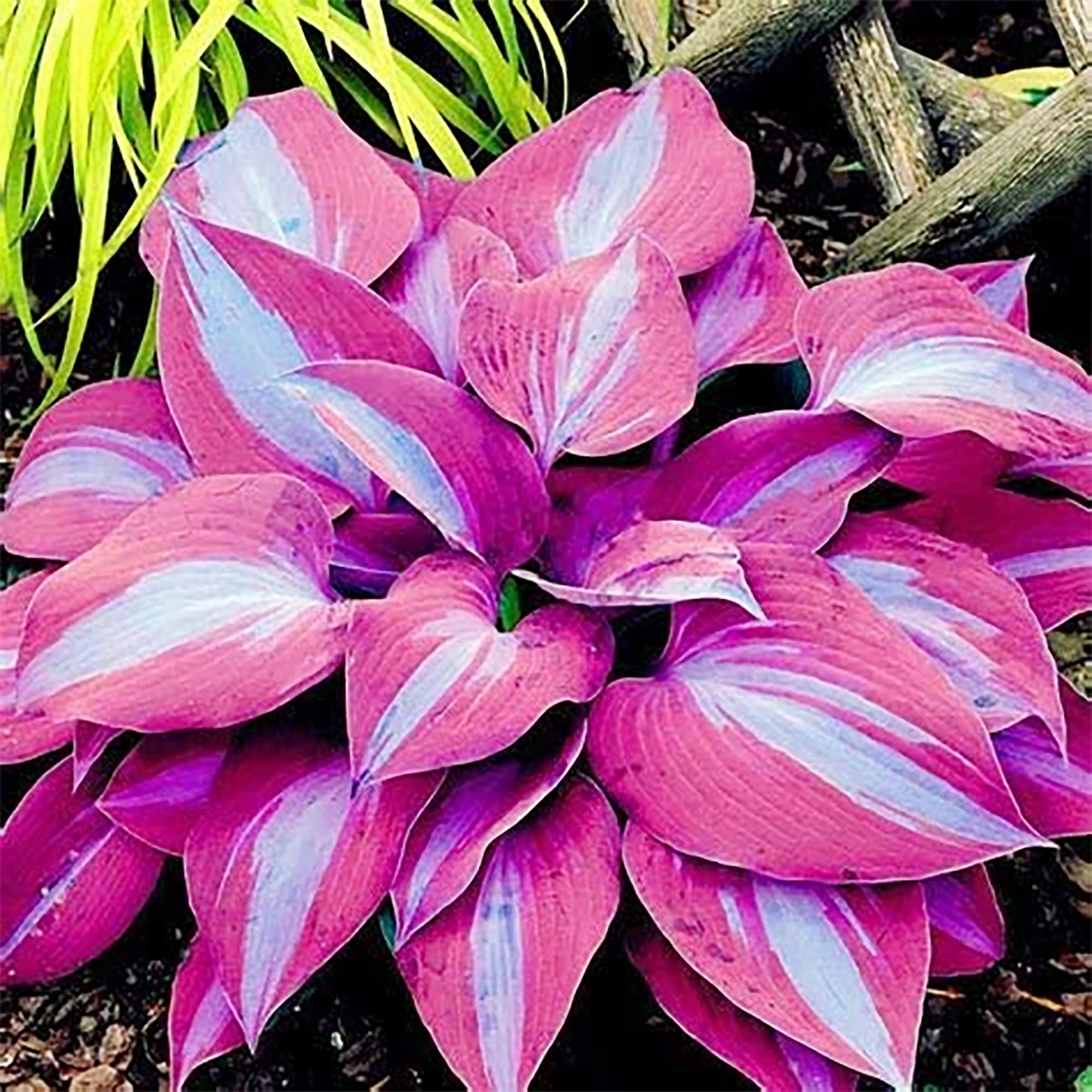 QAUZUY GARDEN 100 Rare Hosta Seeds for Outdoors Heirloom Striking