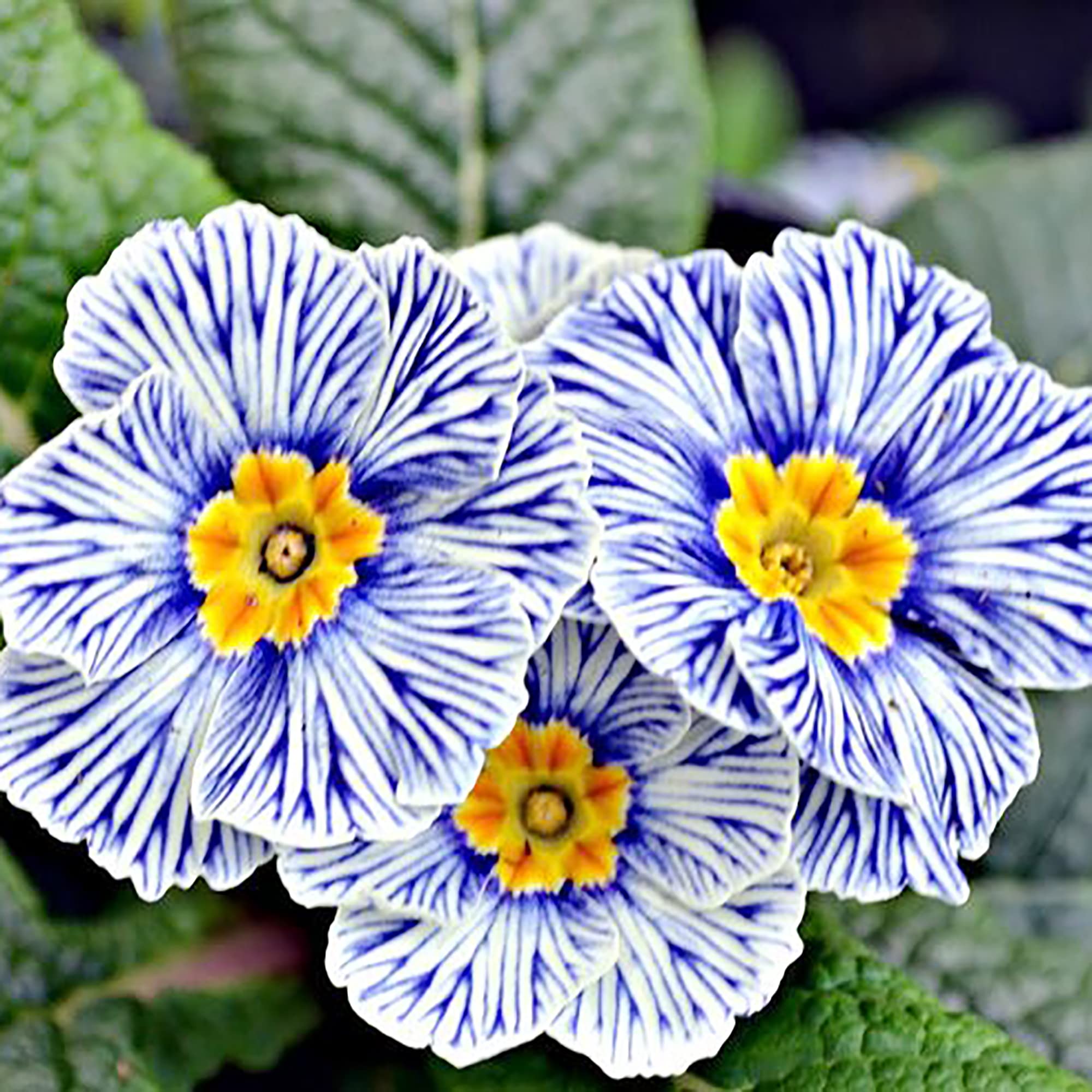 QAUZUY GARDEN 100 Rare OIF8 Primrose Seeds Rare Color, Unique Blooms
