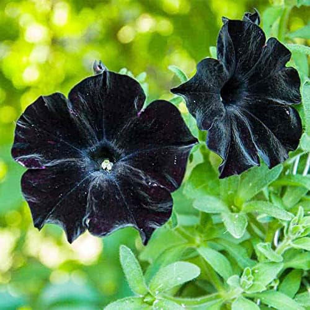 QAUZUY GARDEN 100 Seeds Rare Petunia Seeds Black Cat Petunia Flower ...