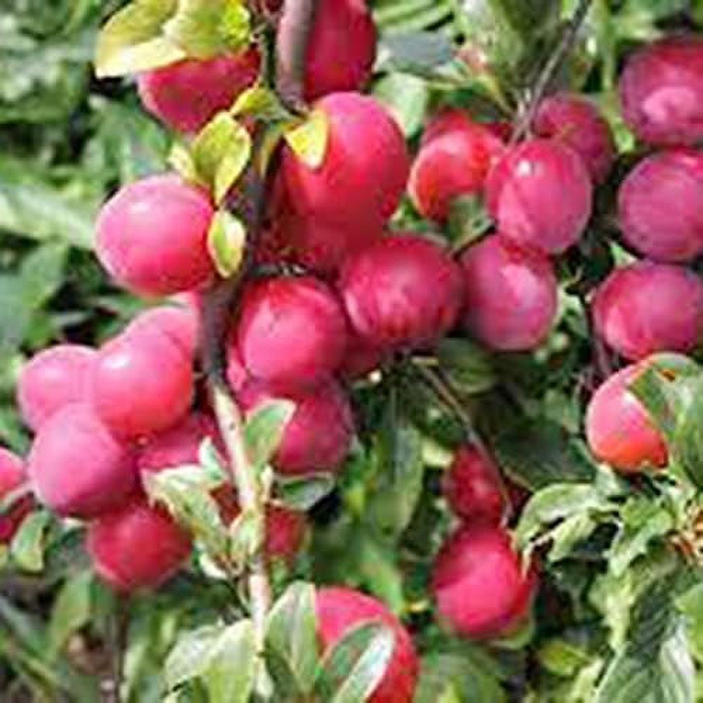 QAUZUY GARDEN 100 Wild American Plum Seeds (Prunus Americana) NonGMO