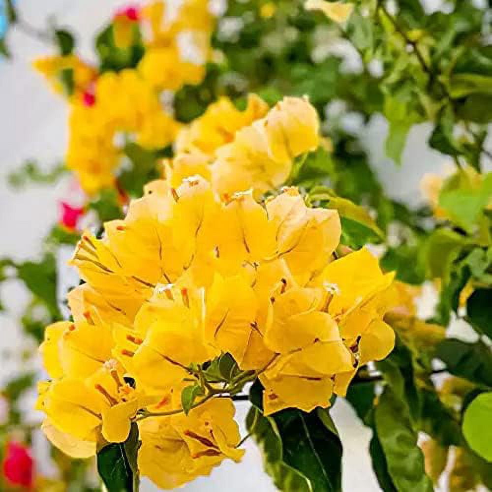 QAUZUY GARDEN 105 Fresh Seeds Yellow Bougainvillea Flower Seeds for