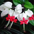 QAUZUY GARDEN 20 Bleeding Heart Seeds White Red Perennial Dicentra