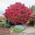 QAUZUY GARDEN 20 Red MMF7 Smooth Japanese Maple (Acer Palmatum) Palmate