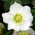 QAUZUY GARDEN 20+ Seeds MMF7 Lenten Christmas Rose Seeds Black