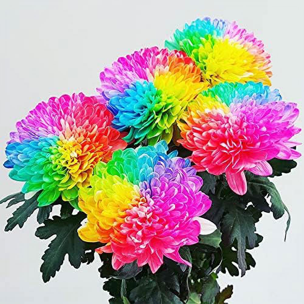 QAUZUY GARDEN 20 Seeds Rare Rainbow Chrysanthemum Chrysanths Garden