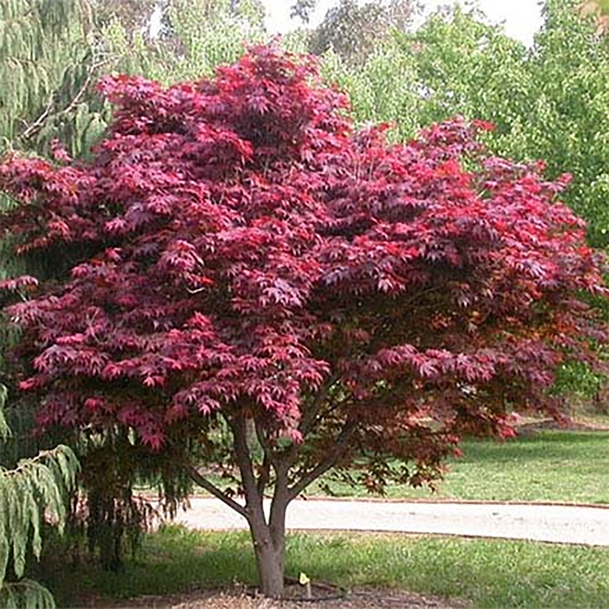 QAUZUY GARDEN 20 Smooth STF9 Japanese Maple Palmate Maple Acer Palmatum