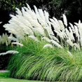 QAUZUY GARDEN 200 White Pampas Grass Seeds Cortaderia Selloana