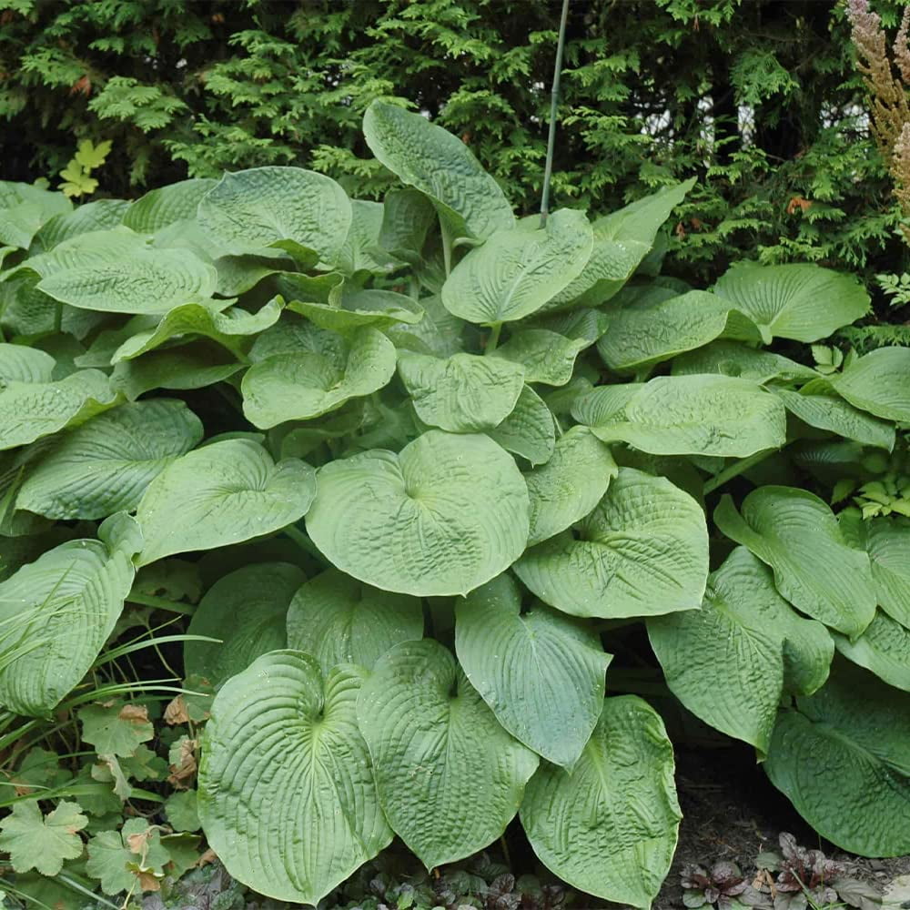 Qauzuy Garden 25 Hosta Mmf7 Seeds Plantain Lily Flower Seeds