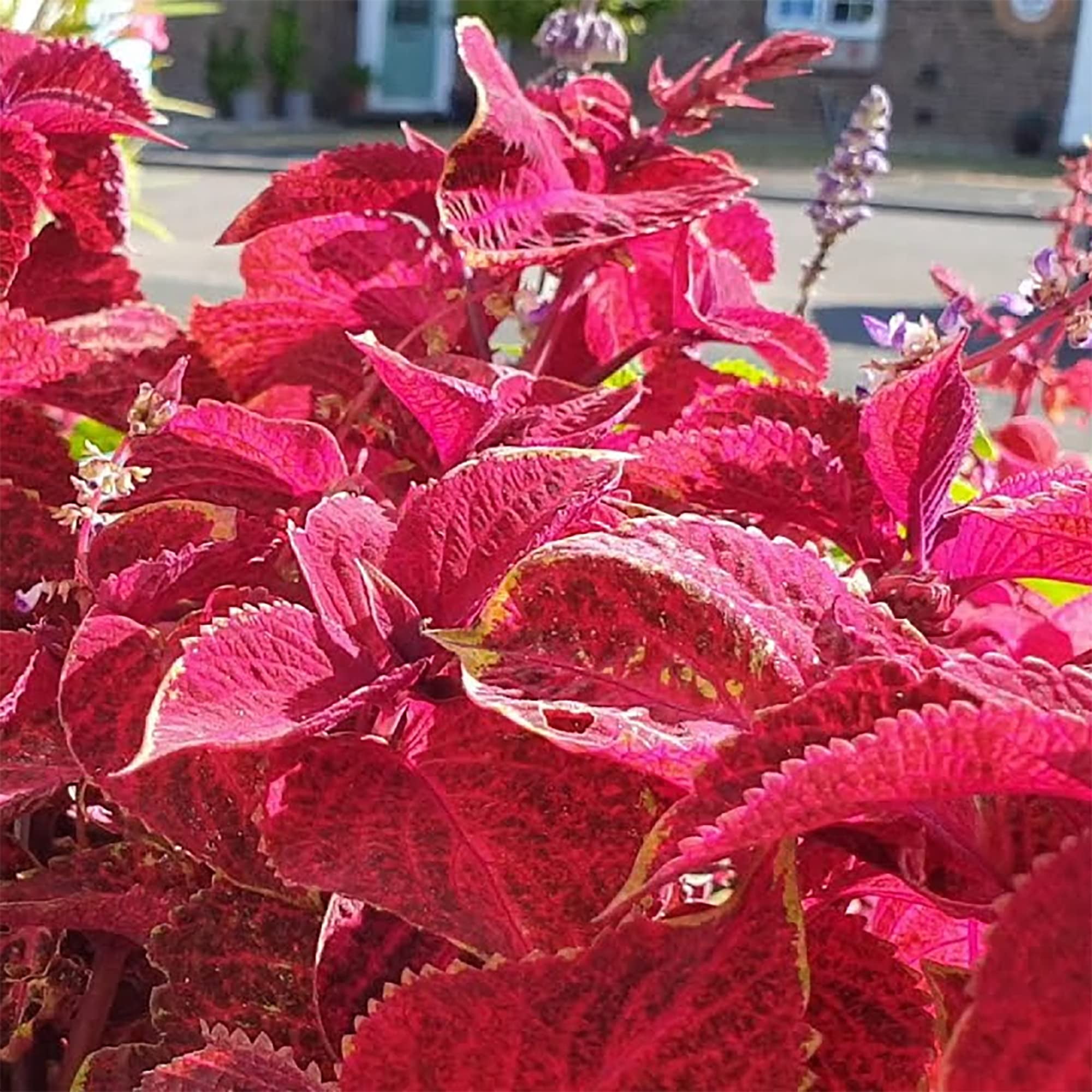 Black Red Hosta Seeds 400 Pcs - Shade Loving Perennial With Unique Two-Tone Leaves