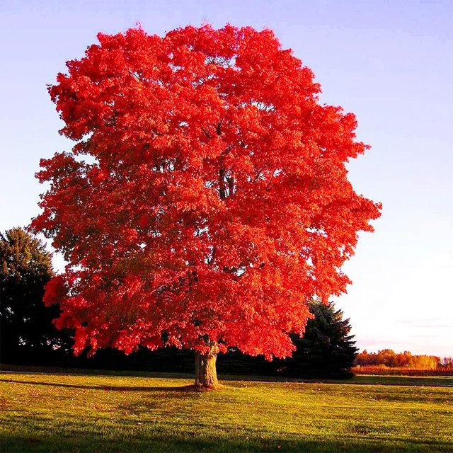 QAUZUY GARDEN 25 Seeds DHF10 Carolina Red Scarlet Maple Tree Seeds Acer