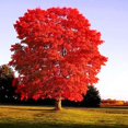 QAUZUY GARDEN 25 Seeds MMF7 Carolina Red Scarlet Maple Tree Seeds Acer