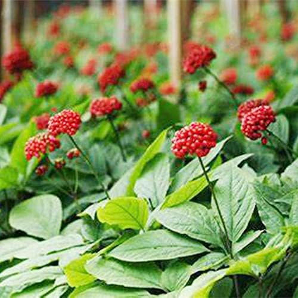 QAUZUY GARDEN 25 Seeds Stratified Wild American Ginseng Seeds for