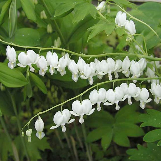 QAUZUY GARDEN 25 White OIF8 Bleeding Heart Seeds Perennial Dicentra