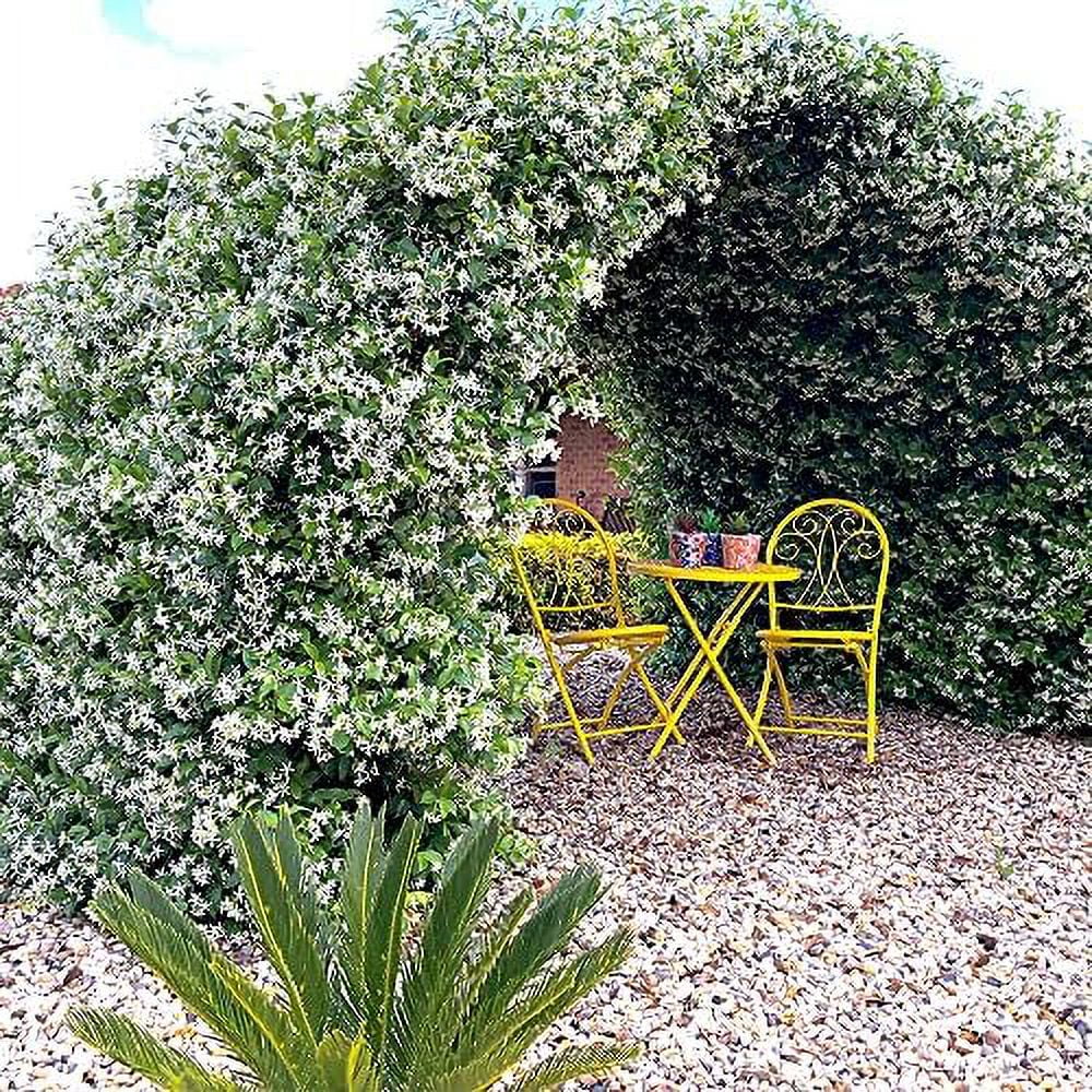 QAUZUY GARDEN 40 NightFlowering Jasmine Seeds, Parijat, Jessamine