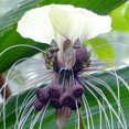 QAUZUY GARDEN 5 White MMF7 Bat Flower Seeds, Tiger Beard, Cat's