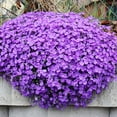 QAUZUY GARDEN 50 Aubrieta OIF8 Rockcress Rock Cress Seeds Attract