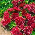 QAUZUY GARDEN 50+ Cherry MMF7 Red Summer Glory Sedum Flower Seeds