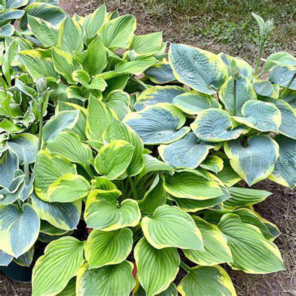 QAUZUY GARDEN 50 Mix DHF10 Hosta Plant Seeds Perennial Plantain Lily