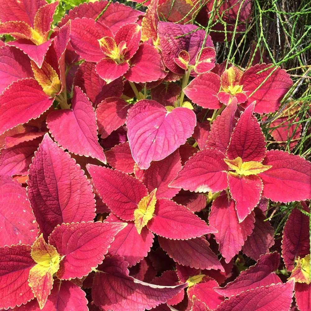 QAUZUY GARDEN 50 Red AIF4 Velvet Coleus Seeds Perennial Shade Loving