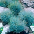 QAUZUY GARDEN 50 Seeds DHF10 Blue Fescue Grass Seeds Ornamental Grass