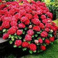 QAUZUY GARDEN 50 Seeds MMF7 Red Hydrangea Seeds Hortensia Shrub Accent