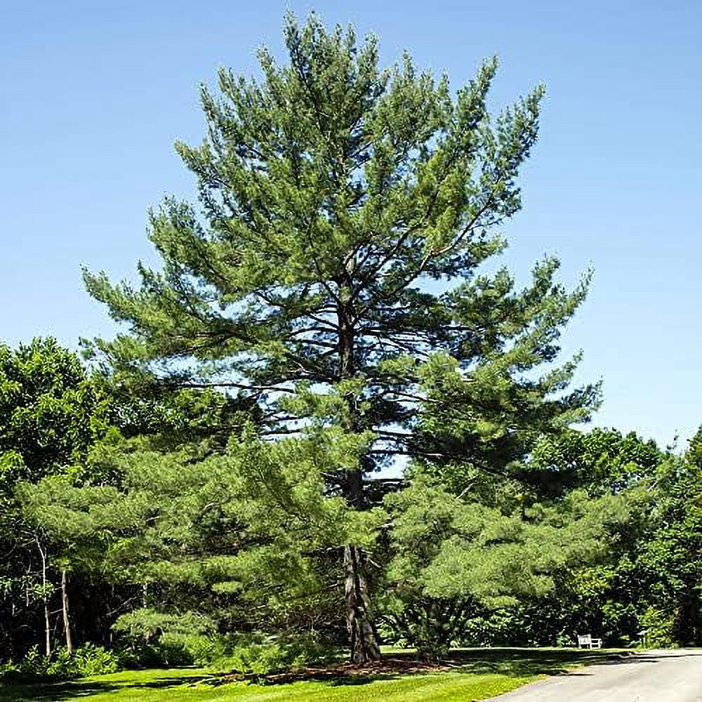 QAUZUY GARDEN 50 Seeds Northern Eastern White Pine Seeds, Soft Pine