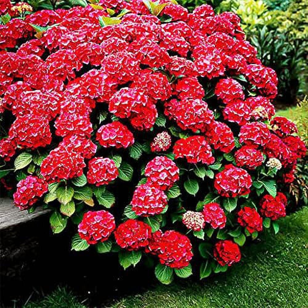 QAUZUY GARDEN 50 Seeds Red Hydrangea Seeds Hortensia Shrub Accent Plant