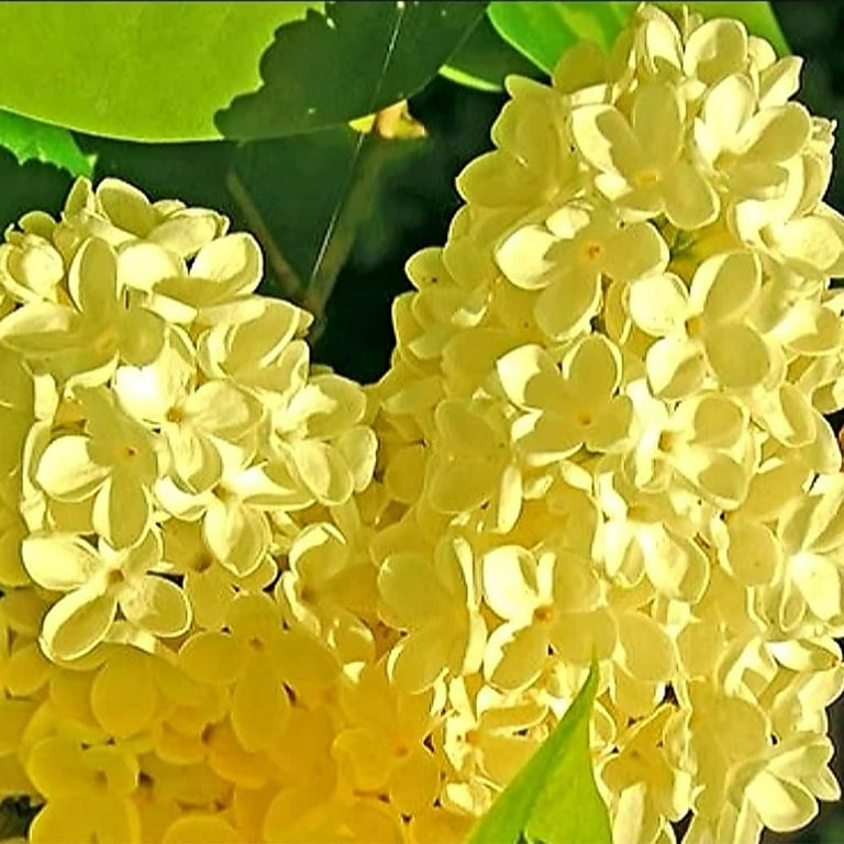 QAUZUY GARDEN 50 Yellow MMF7 Lilac Seeds Bloom Perennial