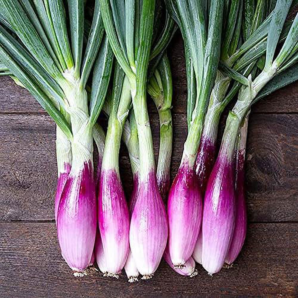 QAUZUY GARDEN 500 Gray French Shallot Seeds Premium NonGMO Heirloom