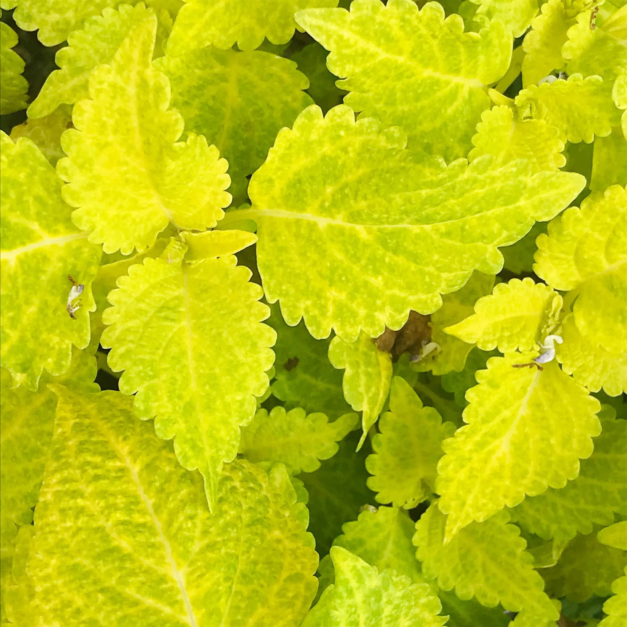 QAUZUY GARDEN 500 Rare OIF8 Coleus Seeds Brighten Color Shade Loving