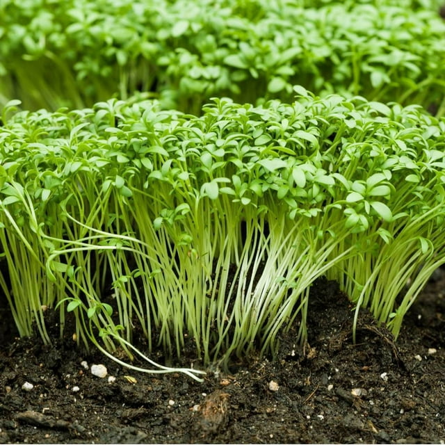 QAUZUY GARDEN 600 Premium Garden Cress (Curly Cress) Mustard and Cress ...