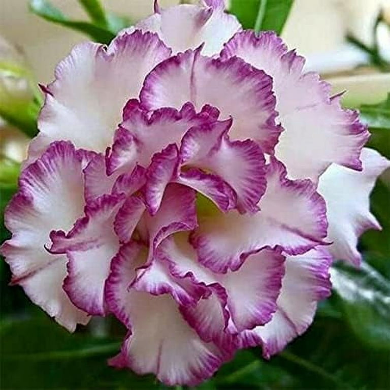 Adenium Obesum ~ White Desert Rose ~ Live Plant