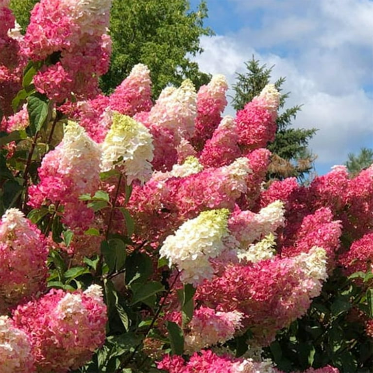 QAUZUY GARDEN 80 Vanilla Strawberry Hydrangea Seeds (Hortensia